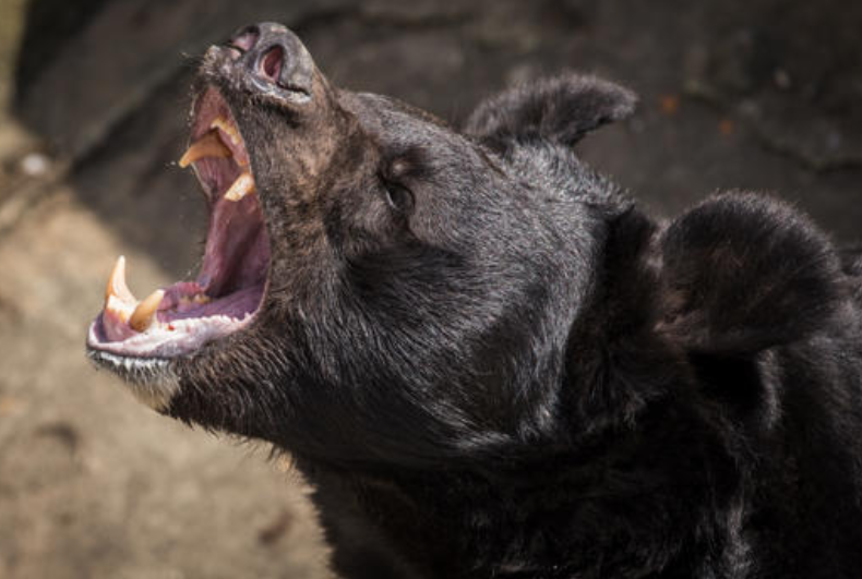 Bear Shot Nine Times After Breaking Into Colorado Home and Charging Owner